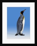 King Penguin by Anonymous