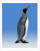 King Penguin by Anonymous