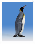 King Penguin by Anonymous