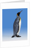 King Penguin by Anonymous
