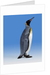 King Penguin by Anonymous