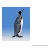 King Penguin by Anonymous