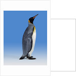 King Penguin by Anonymous