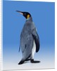 King Penguin by Anonymous