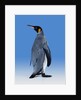 King Penguin by Anonymous