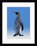 King Penguin by Anonymous