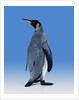 King Penguin by Anonymous