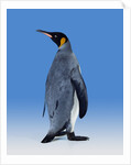 King Penguin by Anonymous