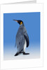 King Penguin by Anonymous