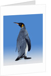 King Penguin by Anonymous