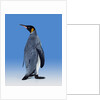 King Penguin by Anonymous