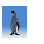King Penguin by Anonymous