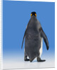 King Penguin by Anonymous