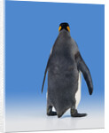 King Penguin by Anonymous