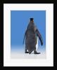 King Penguin by Anonymous