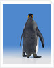 King Penguin by Anonymous