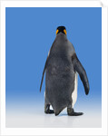 King Penguin by Anonymous