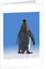 King Penguin by Anonymous