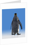 King Penguin by Anonymous