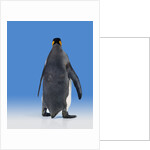 King Penguin by Anonymous