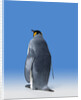 King Penguin by Anonymous