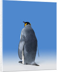 King Penguin by Anonymous