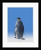 King Penguin by Anonymous