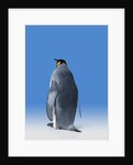 King Penguin by Anonymous