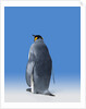 King Penguin by Anonymous