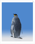 King Penguin by Anonymous