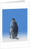 King Penguin by Anonymous