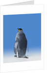 King Penguin by Anonymous