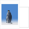 King Penguin by Anonymous