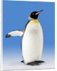 King Penguin by Anonymous
