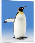King Penguin by Anonymous