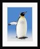 King Penguin by Anonymous