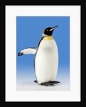 King Penguin by Anonymous