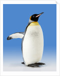 King Penguin by Anonymous