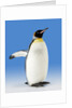 King Penguin by Anonymous