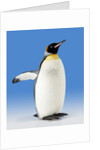 King Penguin by Anonymous