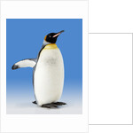 King Penguin by Anonymous