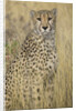 Cheetah in Tall Grass by Anonymous
