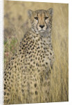 Cheetah in Tall Grass by Anonymous