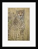Cheetah in Tall Grass by Anonymous