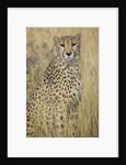 Cheetah in Tall Grass by Anonymous