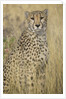Cheetah in Tall Grass by Anonymous