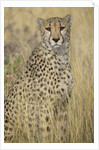 Cheetah in Tall Grass by Anonymous
