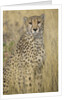 Cheetah in Tall Grass by Anonymous