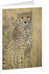 Cheetah in Tall Grass by Anonymous