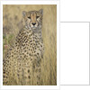 Cheetah in Tall Grass by Anonymous